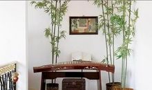 如果我是古筝家