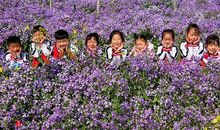 小花的新朋友们