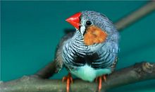 生命谱写赞歌——《五彩龙鸟》读后感