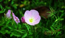 共享之花朵朵开