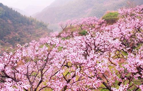 在桃花中发现