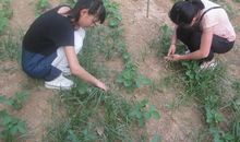 除草体验实践活动