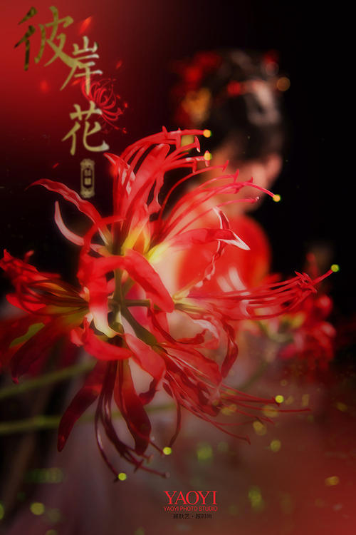 另一个岸花国在梦中