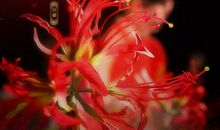 彼岸花国在梦中