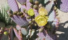 仙人球，我的最爱