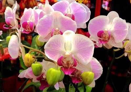 农历新年花卉市场