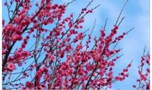 徜徉在花的海洋