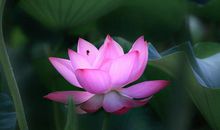 品童年淡淡的荷香