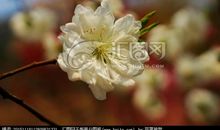 我想做一朵樱花