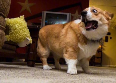 我怕狗