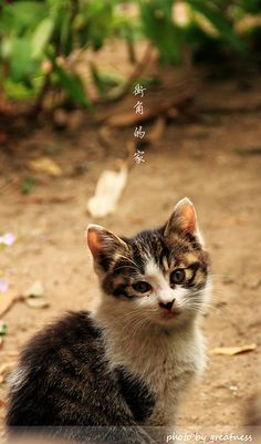猫阿美“变态”