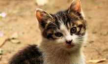 小猫阿咪“变形记”