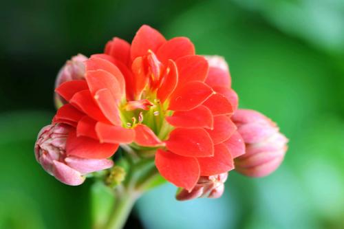 我最喜欢的植物长寿花