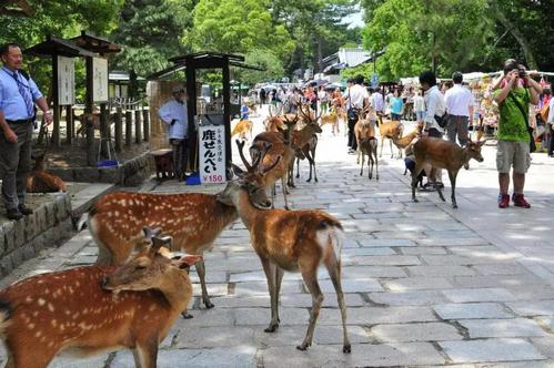 奈良鹿