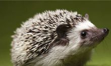 小刺猬的快乐天地