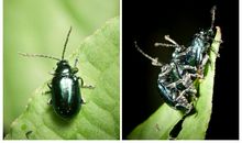 贪婪的“害虫”