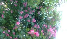 就这样轰轰烈烈地长大