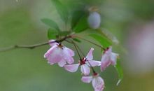 江南花开花又落