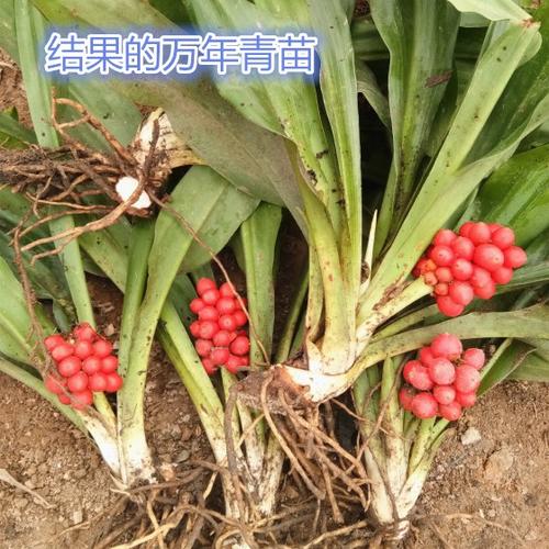 我的锅常绿