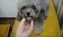 我的“小兔子”——灰泰迪