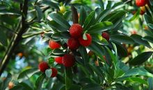 采杨梅的一次经历