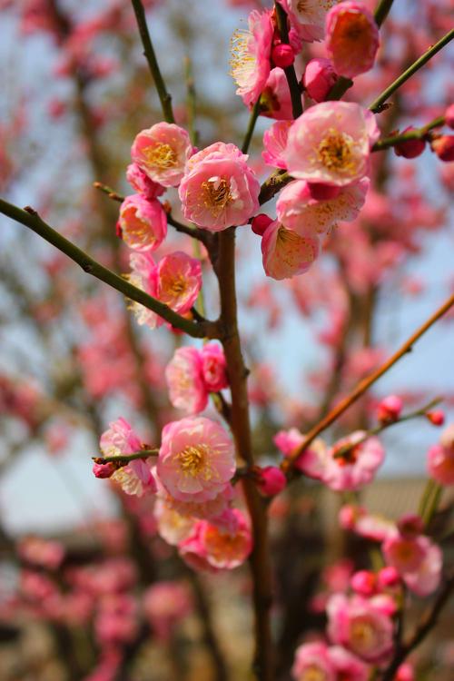春天又是一年