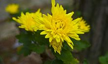 假如我是一簇菊花