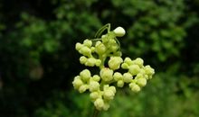 放慢脚步花自盛开