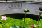偷鸡蛋