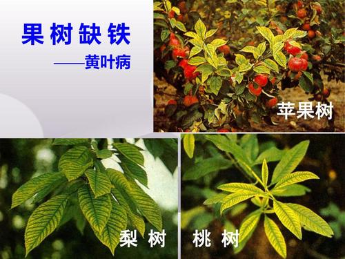 苹果树的精神