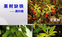 苹果树的精神传递