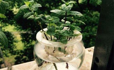 薄荷水培实验活动