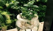 薄荷水培实验活动