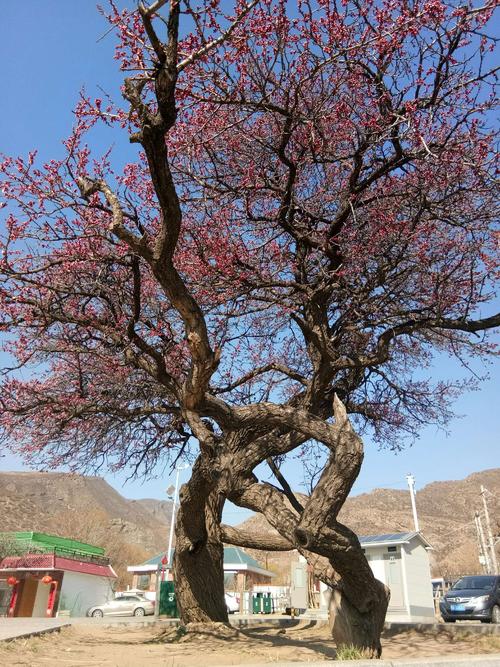 老杏树