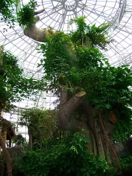 参观热带植物园