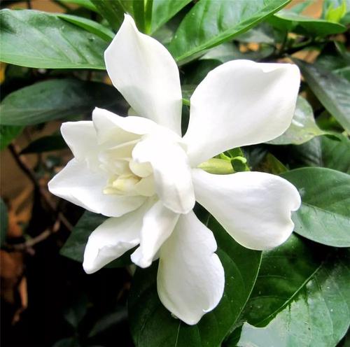父亲的s子花盛开