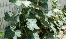 奶奶家门前的小菜园