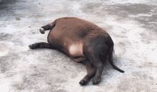 我爱奶奶家的狗