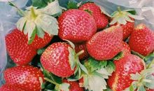 草莓园里的秘密