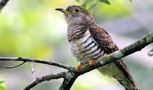 我的动物朋友布谷鸟