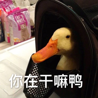 鸭子打架