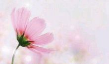 让礼仪之花绽放