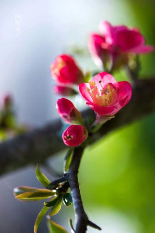 一夜春雨催花开