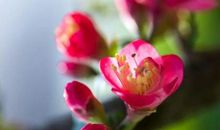 一夜春雨催花开