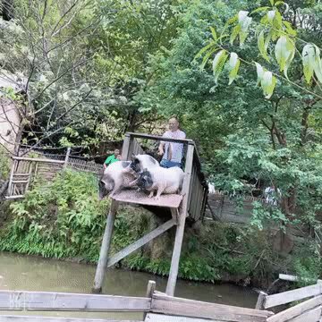 风火轮车，速度与激情