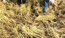 我帮外婆挖花生