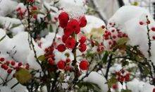 冬天，这一抹生机