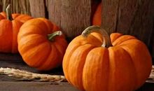 描写南瓜的作文三年级