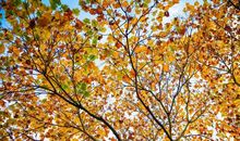 校园里的那棵梧桐树