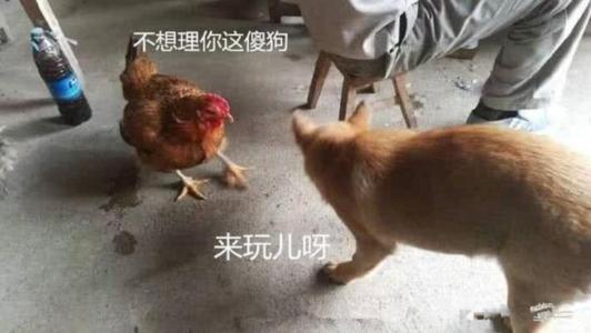 鸡狗“不”宁